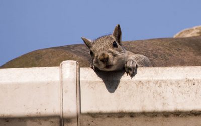 Squirrels