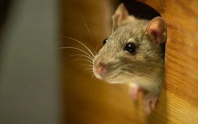 Mice & Rats