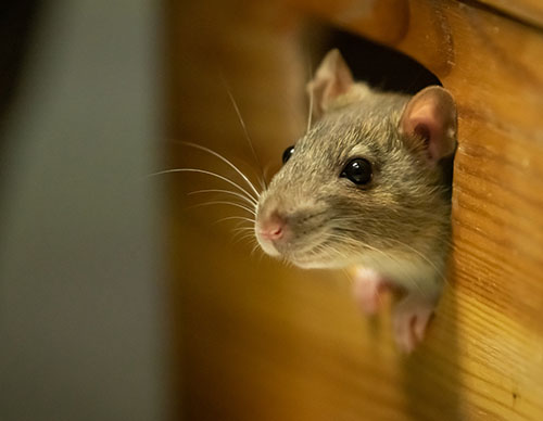 Mice and Rat Trapping and exterminating