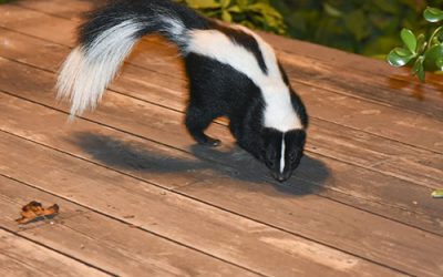 Skunks