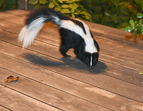 Skunk wildlife trapping